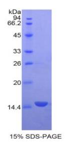 SDS-PAGE (GDF3-271H).jpg